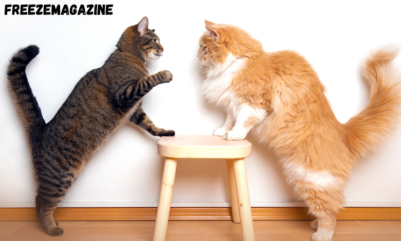 behavioral correction for cats