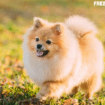 adopt a Pomeranian