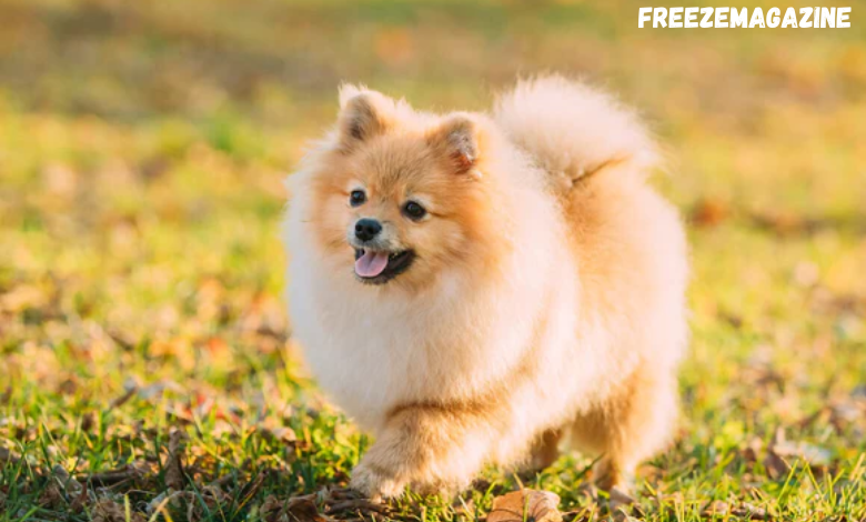 adopt a Pomeranian