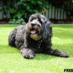 Artificial Grass for Dogs