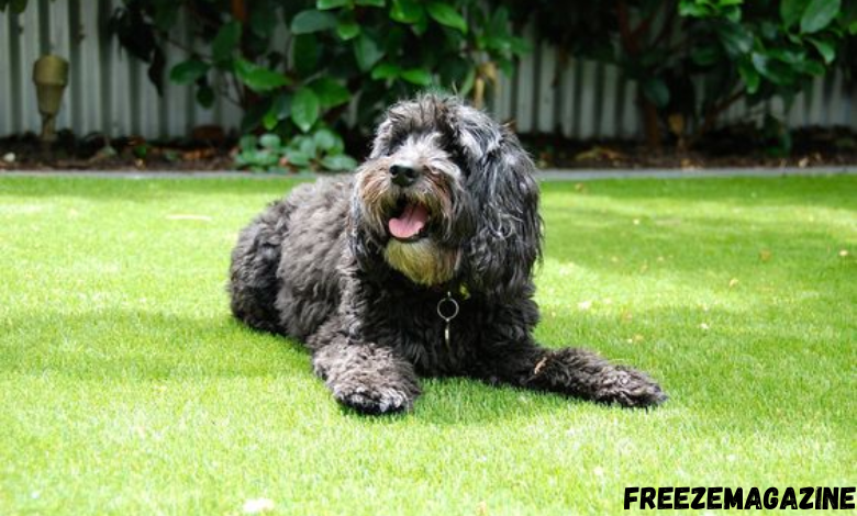 Artificial Grass for Dogs