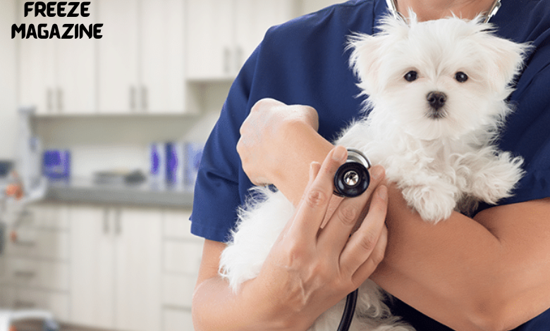 Edmonton animal clinic