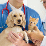 veterinarian in Madison, GA