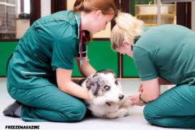 animal hospital in Bronte