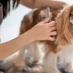 veterinarian in West Grove